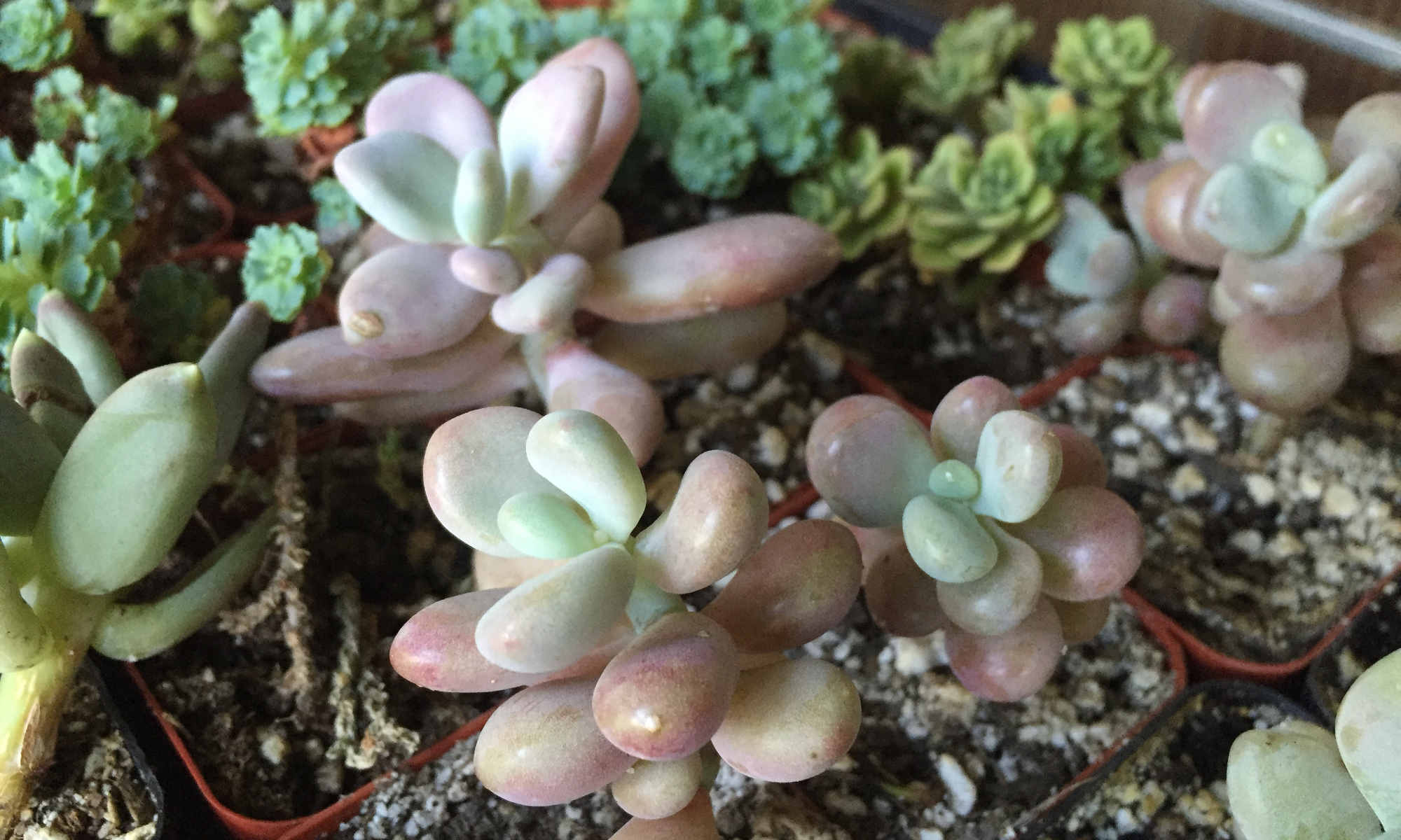 Rainbow Turtle Plants